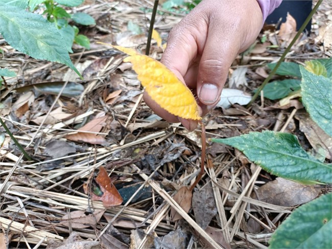 Kon Tum: Người trồng sâm Ngọc Linh được ngân hàng gia hạn nợ, khoanh nợ để khắc phục thiệt hại (02/9/2022)